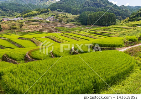 鬼木梯田，風景優美，是日本百大梯田之一。 143619852
