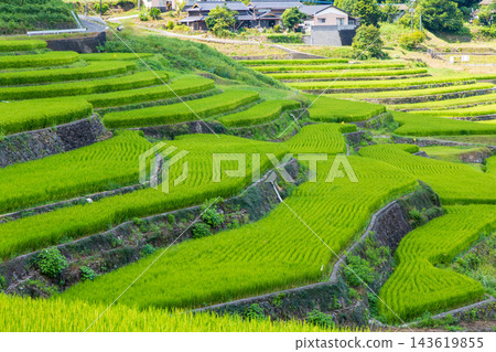 鬼木梯田,風景優美,是日本百大梯田之一。 鬼木梯田,風景優美,是日本百大梯田之一。 143619855