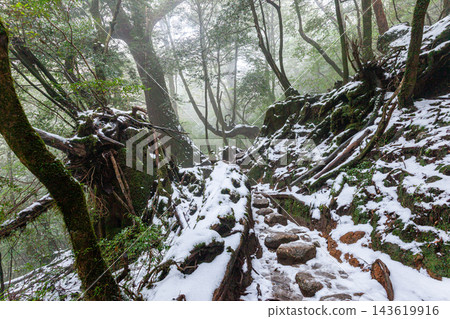 屋久島白谷雲水峽的冬天：極寒森林 143619916