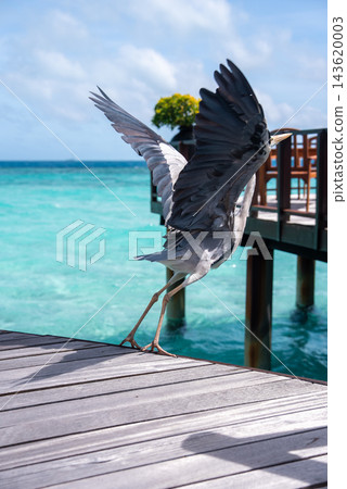 A grey heron launches from a wooden deck by a turquoise lagoon at a Maldives resort. Midday sun casts sharp shadows, a gentle breeze lifts the bird over the shallow reef. A grey heron launches from a wooden deck by a turquoise lagoon at a Maldives resort. Midday sun casts sharp shadows, a gentle breeze lifts the bird over the shallow reef. 143620003