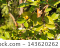 Small yellow guava fruits that grow on trees; tropical fruit; edible fruit. 143620262