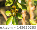 Small yellow guava fruits that grow on trees; tropical fruit; edible fruit. 143620263