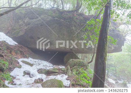 圖片展現了屋久島白谷雲水峽的環保冬季景觀。 143620275
