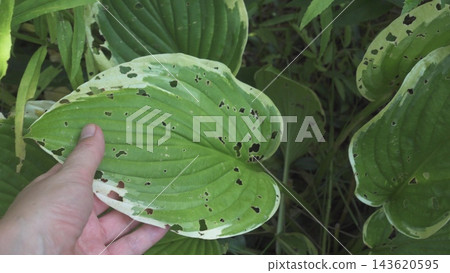 Hosta leaf damaged by pests and insects Hosta leaf damaged by pests and insects 143620595