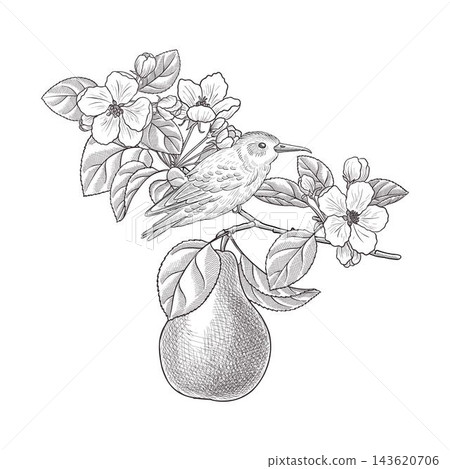 vector drawing fruit flowers vector drawing fruit flowers 143620706