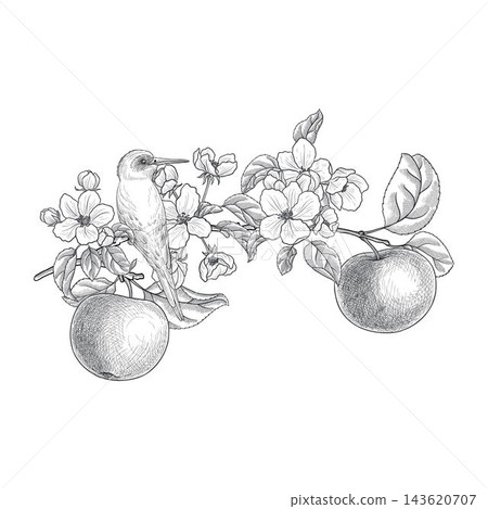vector drawing fruit flowers 143620707