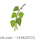 vector drawing spring tree birch branch 143620721