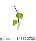 vector drawing spring tree birch branch 143620722