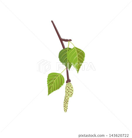 vector drawing spring tree birch branch vector drawing spring tree birch branch 143620722
