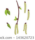 vector drawing spring tree birch branch 143620723