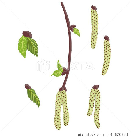 vector drawing spring tree birch branch vector drawing spring tree birch branch 143620723