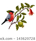 drawing tree branch, red pomegranate flower 143620728