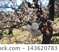 春天盛開的嬌嫩梅花 143620783