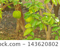 The bright green, bumpy Shishiyuzu (Oniyuzu) berries growing on the branches. 143620802