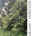 山間的陽光 143621593
