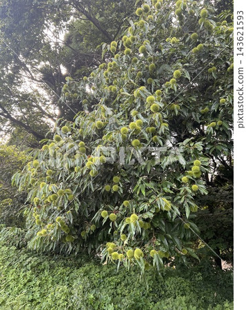 山間的陽光 山間的陽光 143621593