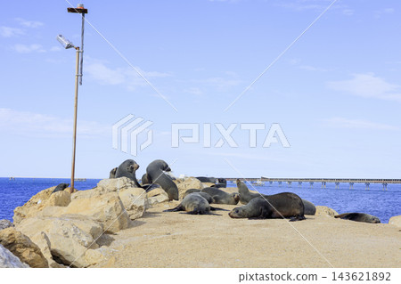 Australian fur seals sunbathing and resting on the rocky shores of the York Peninsula. Australian fur seals sunbathing and resting on the rocky shores of the York Peninsula. 143621892