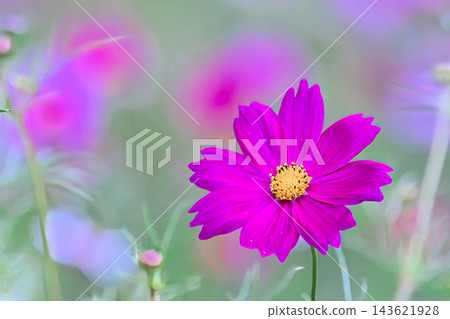 粉紅色的波斯菊花 143621928