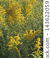 Goldenrod in the blue sky 143622059