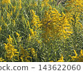 Goldenrod in the blue sky 143622060