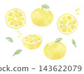 A set of simple watercolor illustrations of yuzu fruit. 143622079