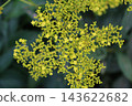 可愛的小黃花 143622682