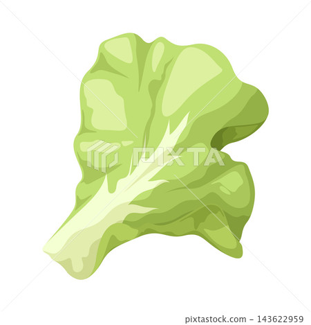 Illustration of Lettuce Illustration of Lettuce 143622959
