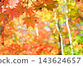 美麗的秋葉，呈現出鮮豔的紅色。 143624657