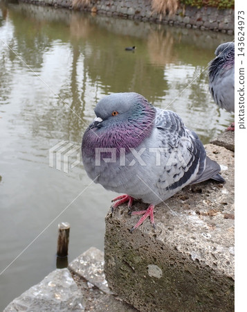 鴿子、鎌倉、鶴岡八幡宮 鴿子、鎌倉、鶴岡八幡宮 143624973