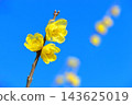 柔白花盛開 143625019