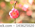 紅梅花 143625020