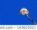 白色李子花一朵花 143625021