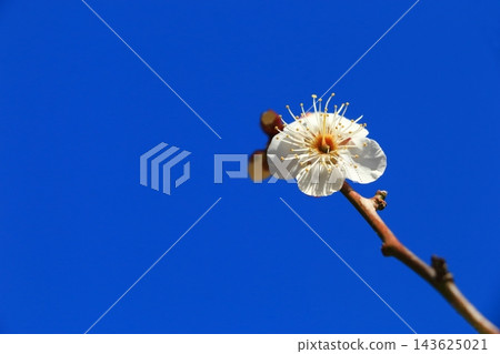 白色李子花一朵花 白色李子花一朵花 143625021