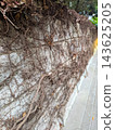 A Japanese residential area: an old wall covered in ivy. 143625205