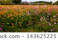 A vast expanse of colorful cosmos flowers blooming across Japan. 143625225