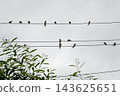 Urban birdwatching. Low angle view of a flock of swallows perched on black electrical wires against an overcast sky. 143625651