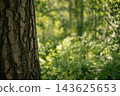 Textured pine tree trunk on the left and blurred green forest background with beautiful bokeh, copy space. 143625653