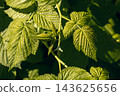 Green raspberry leaves in a harsh sunlight in summer forest, Rubus idaeus, close-up. 143625656
