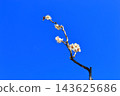 一枝白色的梅花 143625686