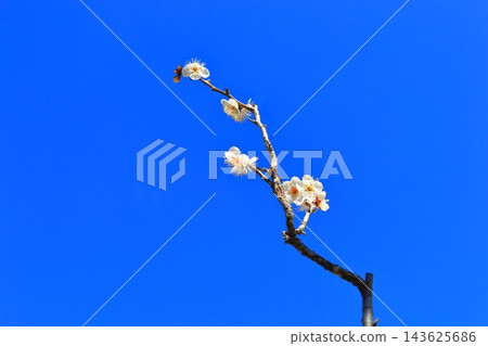 一枝白色的梅花 143625686