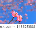 盛開的梅花 143625688