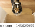 一隻設得蘭牧羊犬從樓梯底部盯著它的主人。 143625955