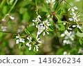 公園鮮花 143626234