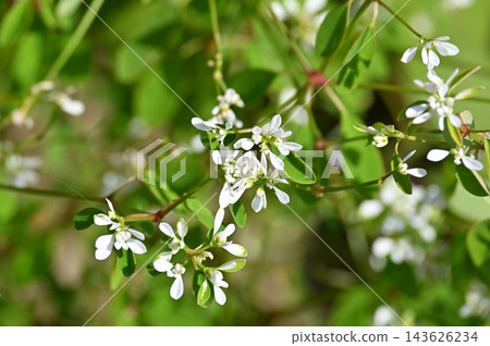 公園鮮花 公園鮮花 143626234