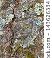 Natural tree trunk texture background with moss and pale lichen 143626334