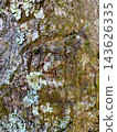 Rough tree bark with moss and lichen 143626335