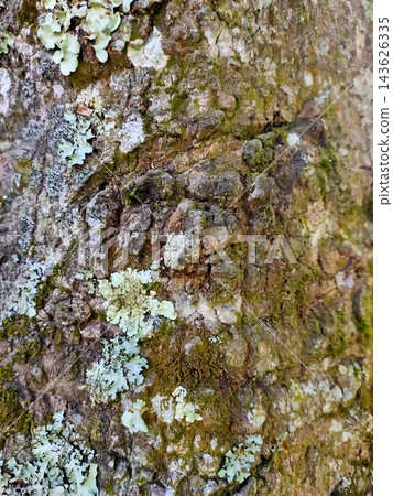 Rough tree bark with moss and lichen Rough tree bark with moss and lichen 143626335