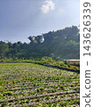 Scenic rural landscape featuring a lush green farm field, trees, and bright blue sky 143626339
