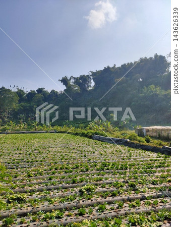Scenic rural landscape featuring a lush green farm field, trees, and bright blue sky Scenic rural landscape featuring a lush green farm field, trees, and bright blue sky 143626339