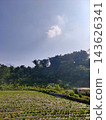 Scenic rural potrait featuring a lush green farm field, trees, and bright blue sky 143626341